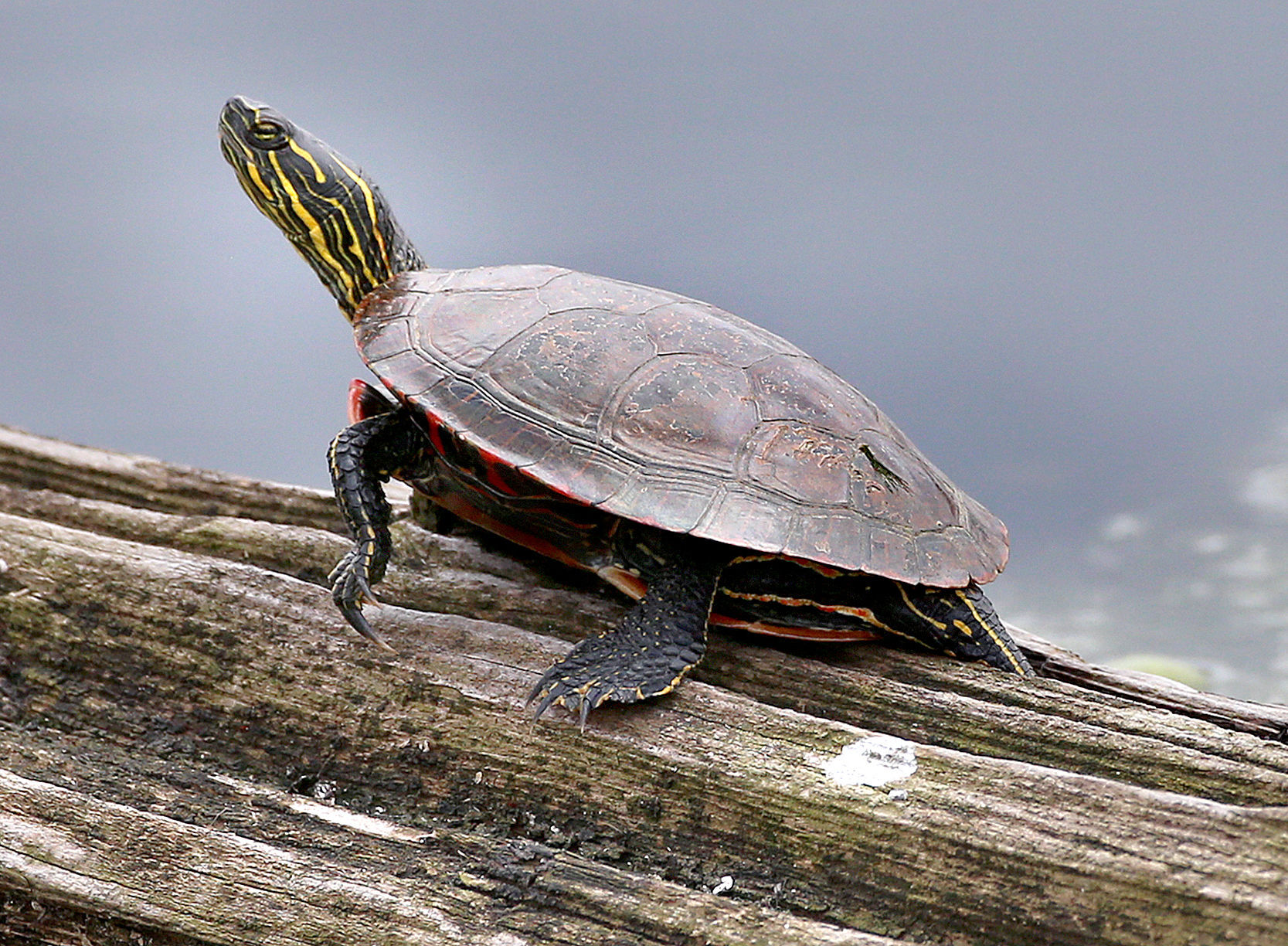 Wildlife in the La Crosse River marsh